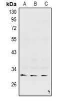 GJC3 antibody