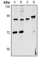 Anti-hnRNP UL2 Antibody