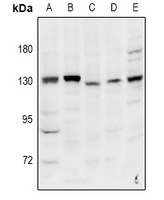 INTS2 antibody