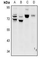 Anti-LRP10 Antibody