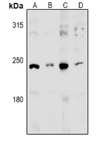 MED13L antibody