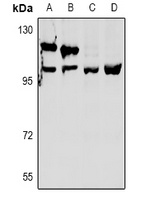 OXR1 antibody