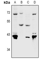 PVRL4 antibody