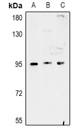 FAM35A antibody