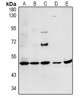 Anti-MYPT3 Antibody