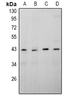 Anti-APOBEC4 Antibody