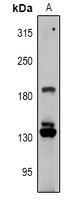 RGPD1 antibody