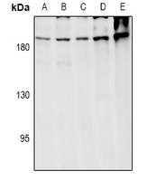 Anti-ARHGEF12 Antibody