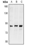 ARHGEF19 antibody
