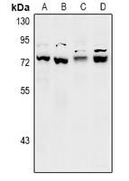 SCFD1 antibody