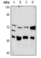 Anti-PLK3 Antibody