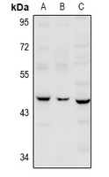 SERPINB12 antibody