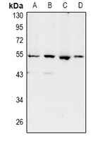 SHD antibody