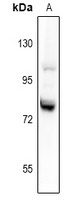 Anti-Granuphilin Antibody