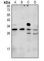 Anti-Syndecan 2 Antibody