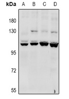 CACNA2D4 antibody