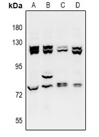 Anti-ZZZ3 Antibody