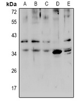 SLC39A1 antibody