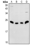 NDFIP1 antibody