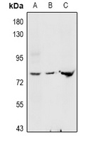 GNE antibody