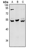 Anti-HNF4 alpha/gamma Antibody