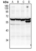 KLF12 antibody