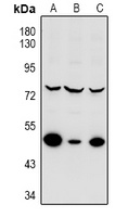 MKNK2 antibody