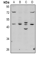 Anti-EBP1 Antibody