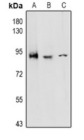 CD97 antibody