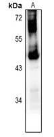 GPR151 antibody