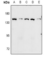 GPR124 antibody