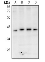 GPR174 antibody