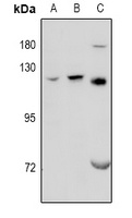 GPRC6A antibody