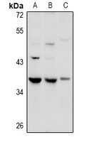Anti-GPR27 Antibody