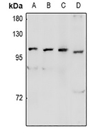 Anti-GPR48 Antibody