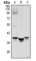 Anti-MRGX1 Antibody