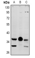 MRGPRX4 antibody