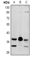 Anti-MRGX4 Antibody