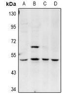 BIN1 antibody