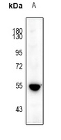 HTR3A antibody