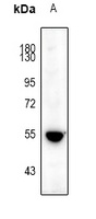 Anti-5-HT3A Antibody