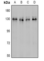 PECAM1 antibody