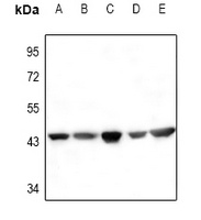 ACTA2 antibody