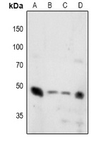 SYT1 (phospho-T202/199) antibody