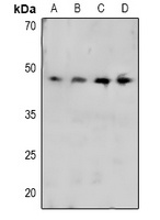 CRK (phospho-Y221) antibody