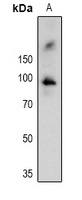 RPS6KA1 (phospho-T359/S363) antibody