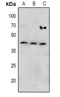 MAP2K4 (phospho-S257) antibody