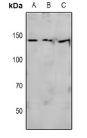 NOS3 (phospho-S615) antibody