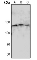 NOS3 (phospho-S1179) antibody