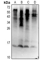 UBA52 (phospho-S65) antibody